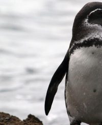 galapagos penguin