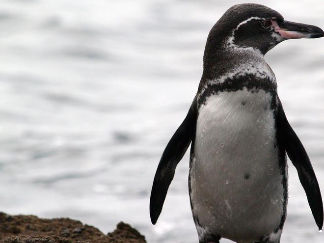 galapagos penguin